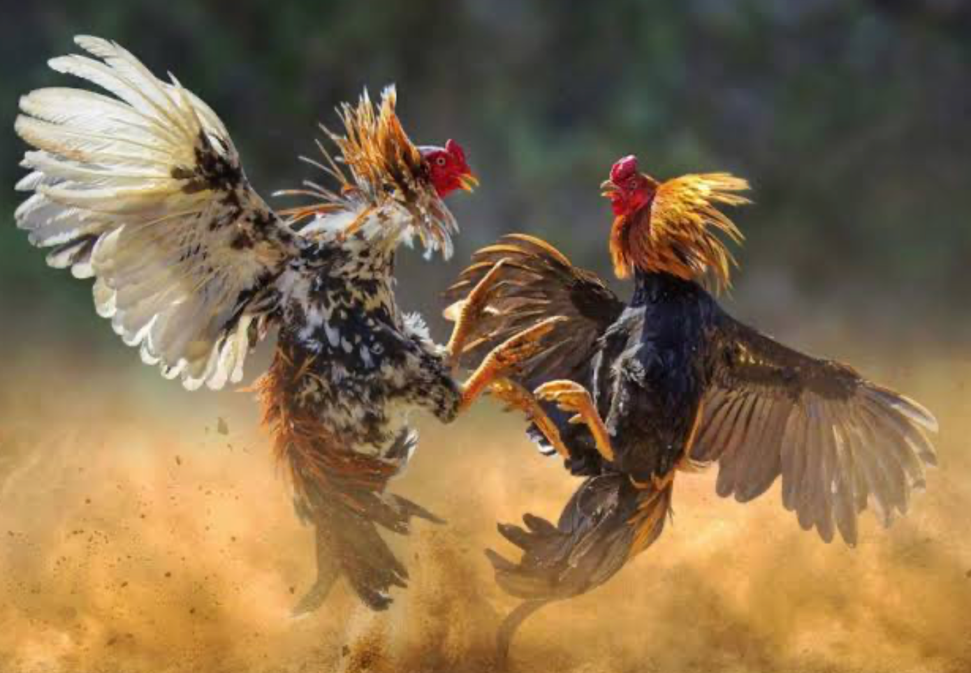 Tổng quan đá gà VF2026