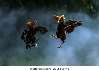 Bí quyết thành công cho kê thủ